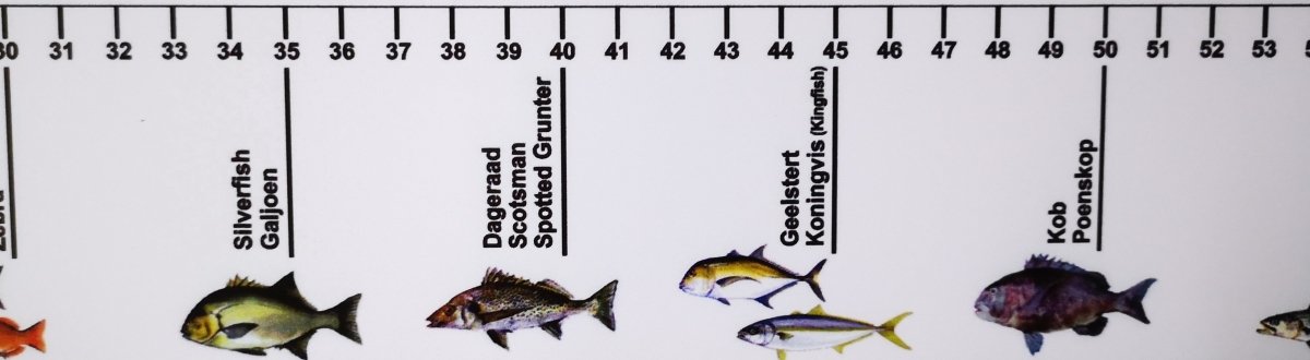 WET Sports, Fish Measurement Sticker