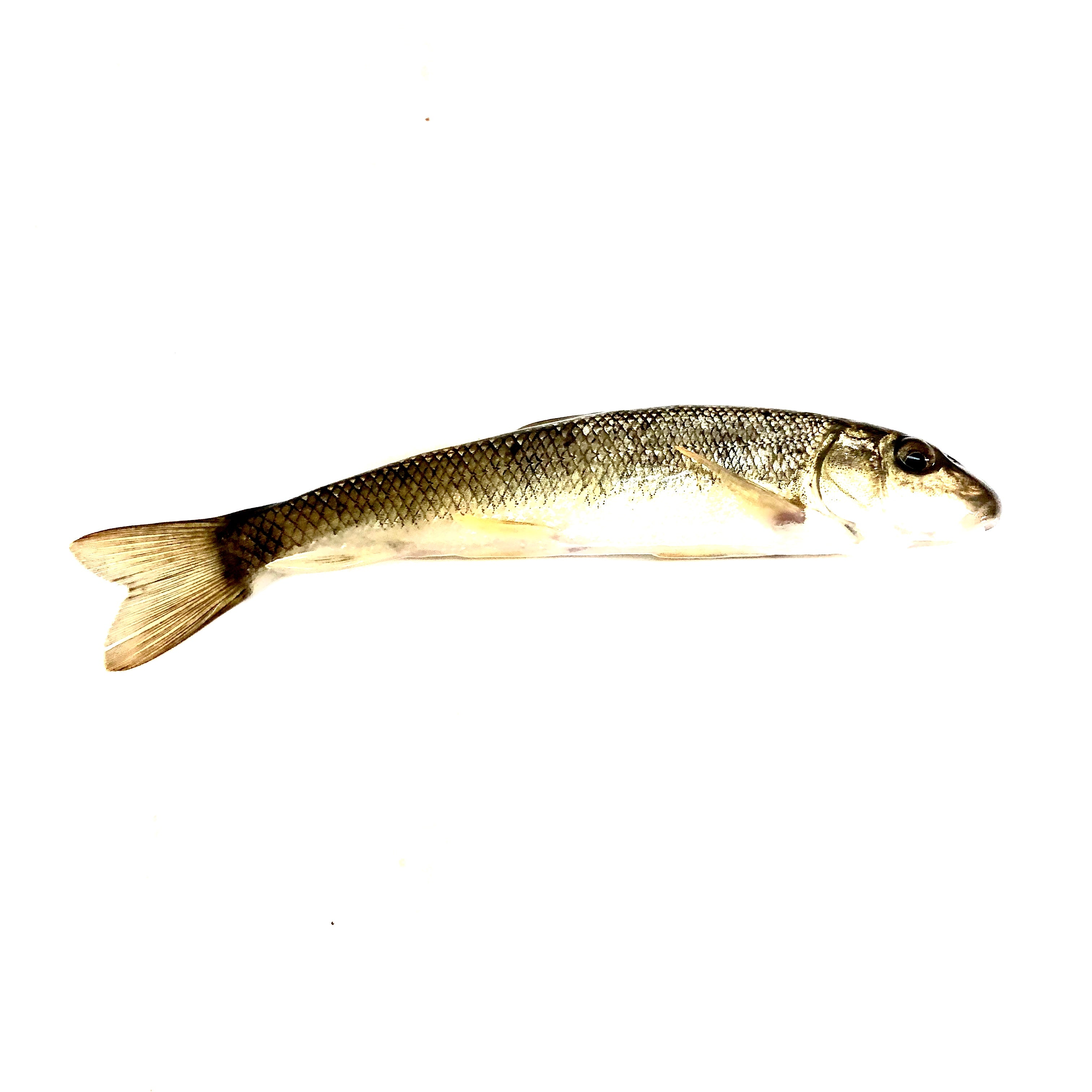 BAIT, Large Creek Minnows (Per Minnow)