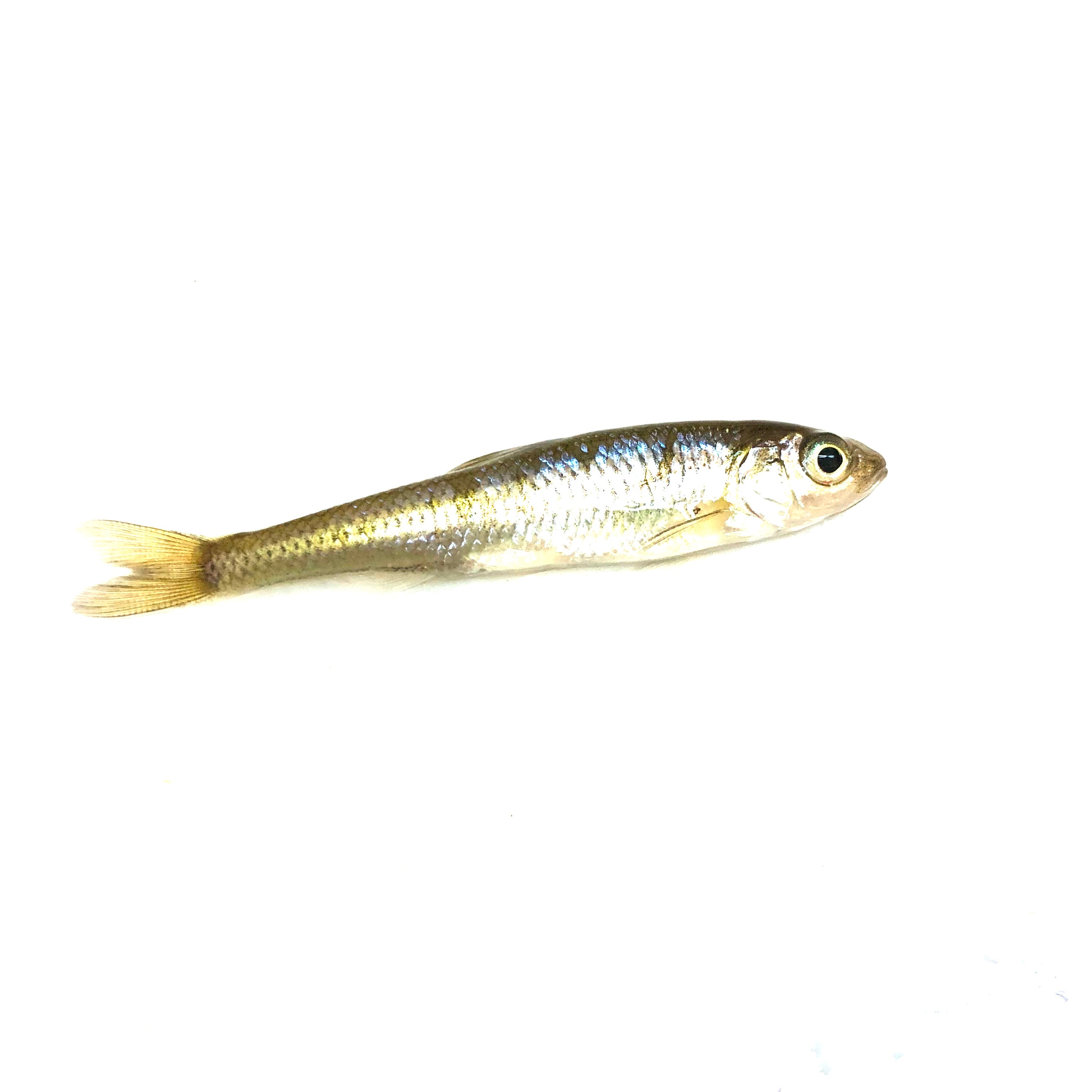 BAIT, Small Creek Minnows (1 Dozen)