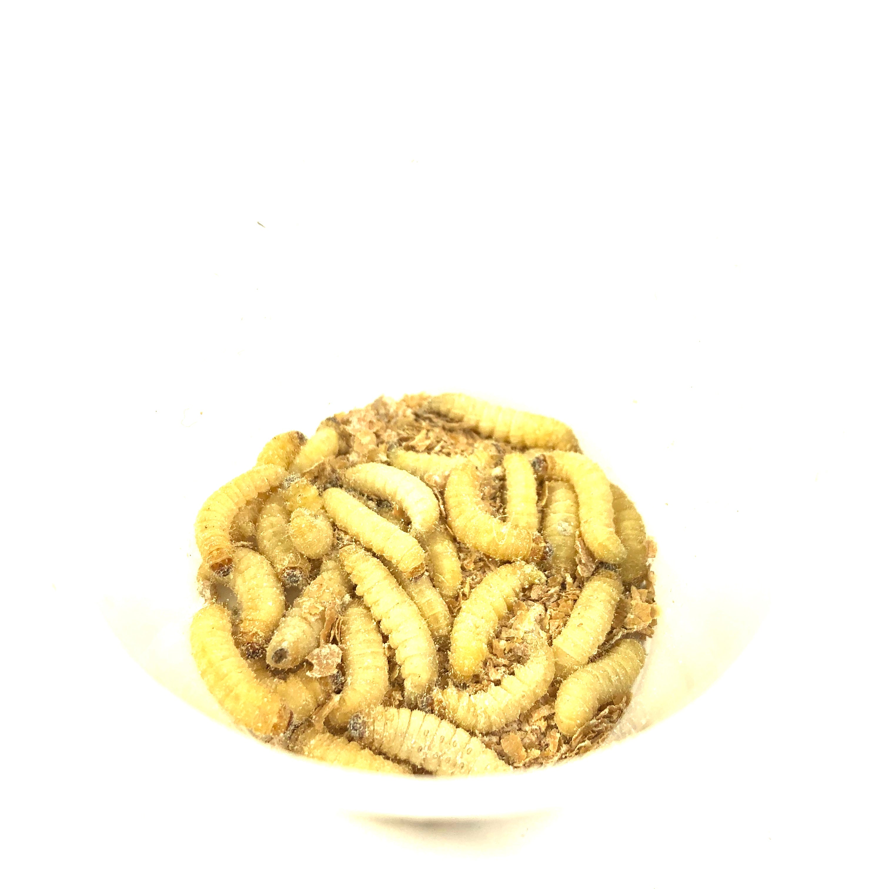 BAIT, Wax Worms (25 Pack)